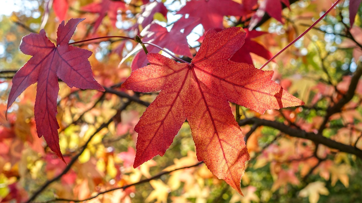 Jesienne klimaty - zdjęcie 8