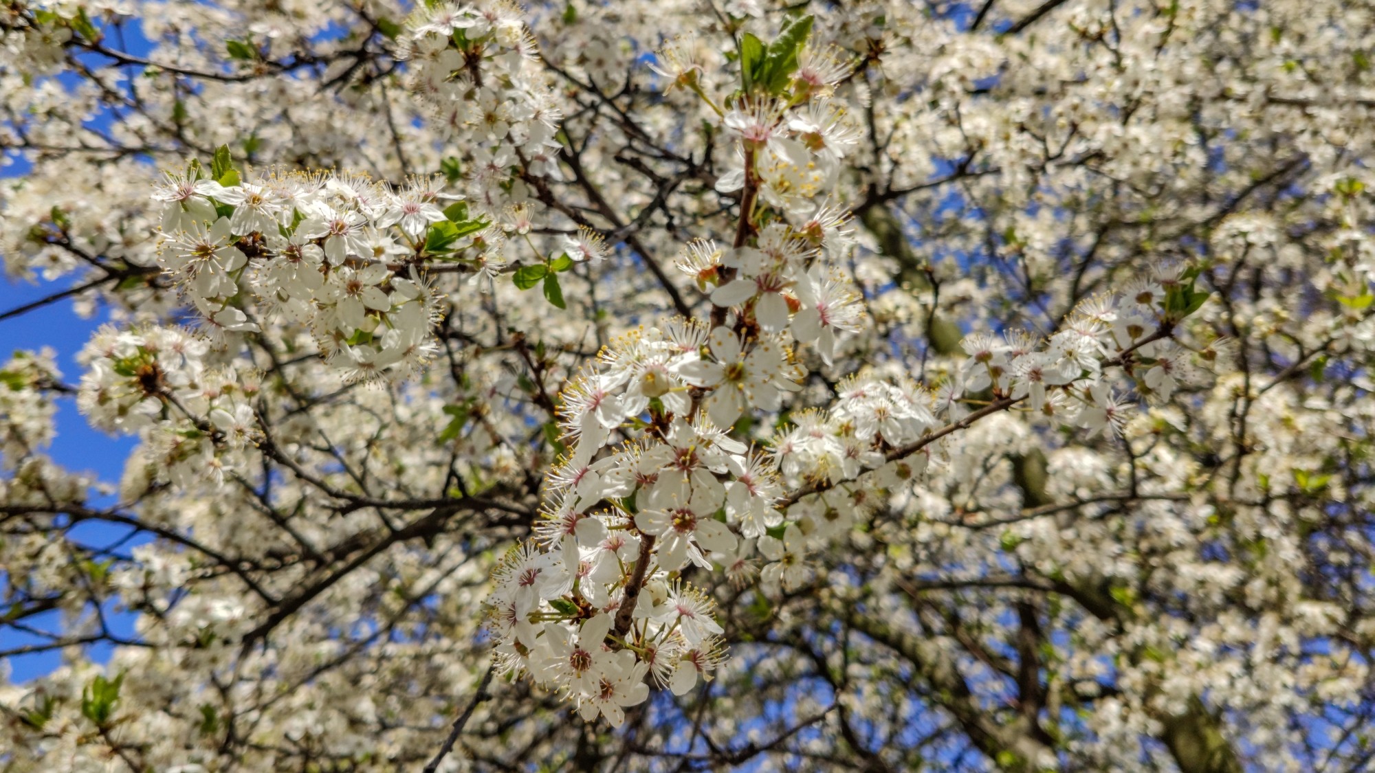 Kwitnąca wiosna - zdjęcie 24