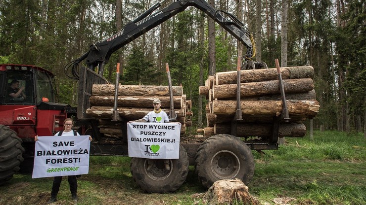 Ekolodzy przypięli się do drzew w Puszczy Białowieskiej. Ministerstwo: to atak wymierzony w rząd