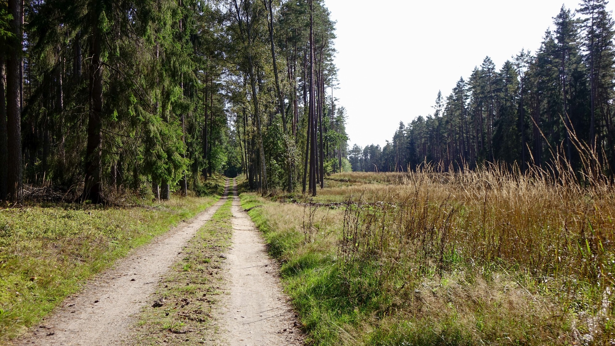 Urocze zakątki w lasach - zdjęcie 105