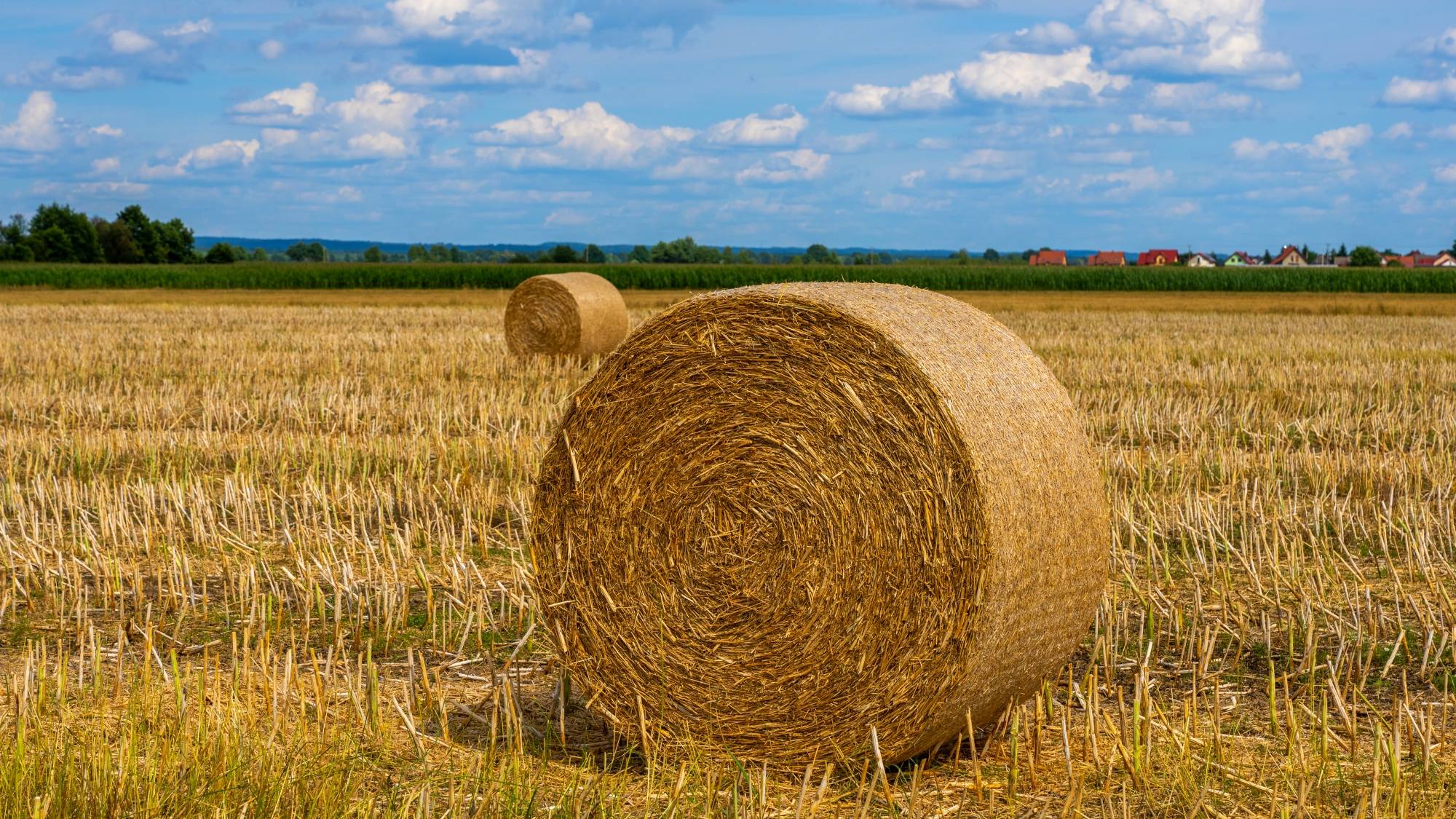 Kolory lata - zdjęcie 13