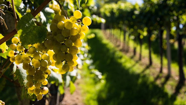 Nawet 12 ton winogron z hektara; pomogło gorące lato