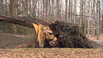 Zniszczone ławki, mostek i połamane drzewa. Duże szkody po wichurach  w zabytkowym parku Habsburgów