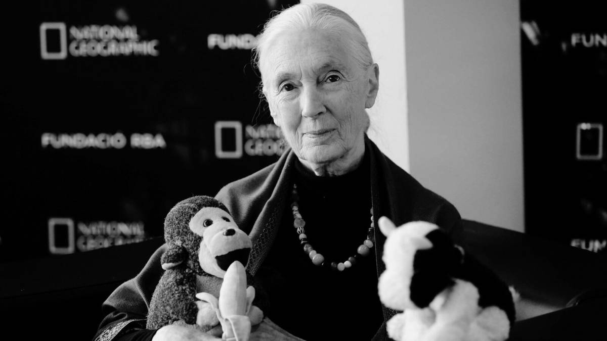 Nie żyje Jane Goodall. Świat żegna jedną z najsłynniejszych badaczek