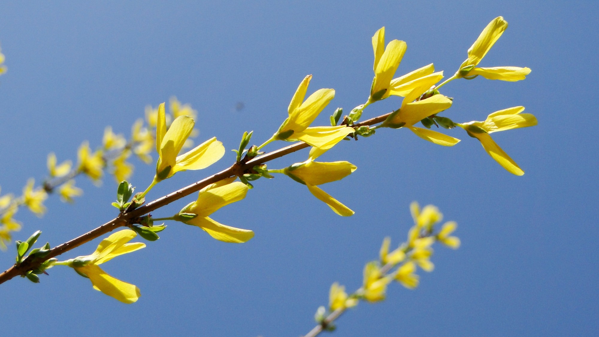 Wiosna radosna - zdjęcie 18