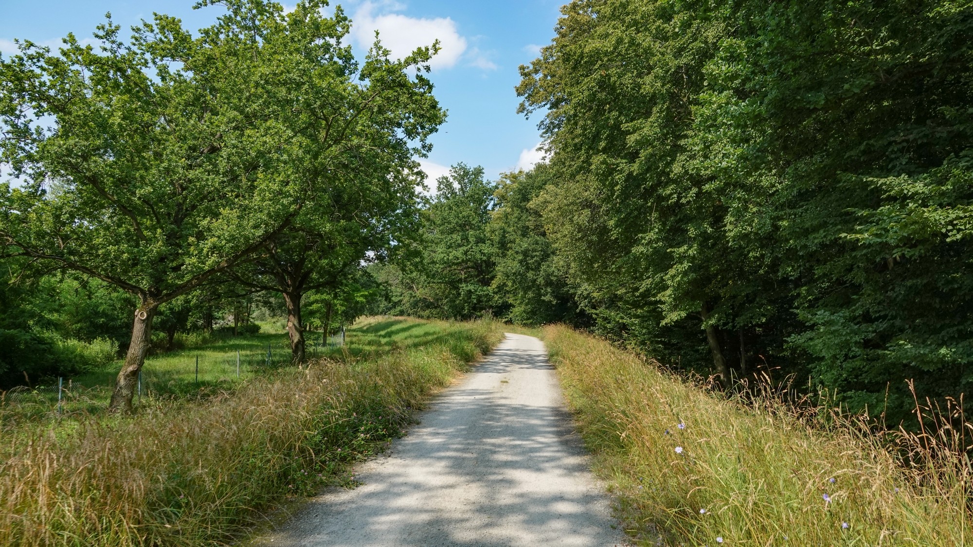Środek lata w plenerze - zdjęcie 22