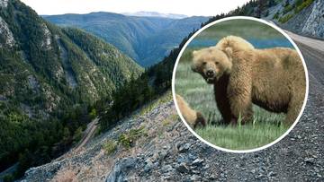 Atak niedźwiedzia grizzly na wycieczkę szkolną. Nauczyciel ocalił dzieci