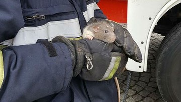 Nietypowa akcja w Strzegomiu. Strażacy uratowali... szczura