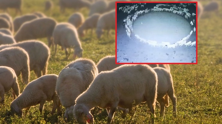 Chiny. Nagranie stada owiec chodzących w kółko przez 12 dni z rzędu. Wyjaśniono nietypowe zjawisko