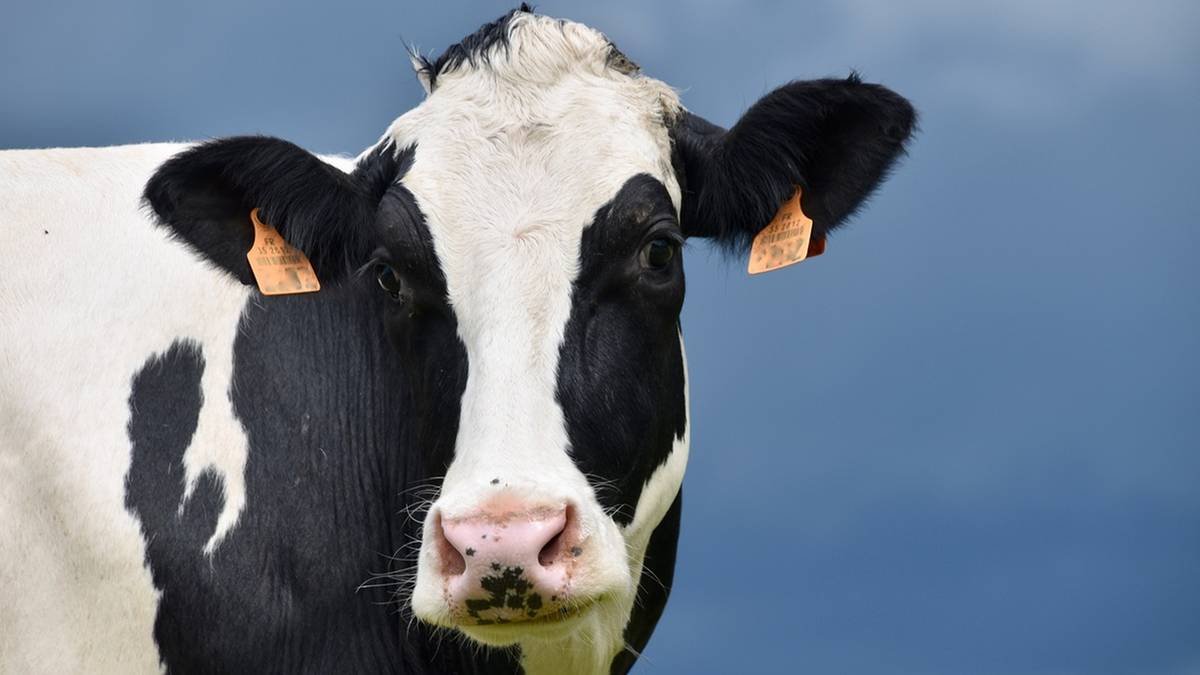 100 euro od krowy. Dania wprowadza nowy podatek
