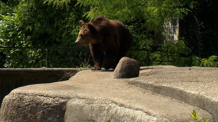 Koniec wybiegu dla niedźwiedzi przy ulicy. Zmiana w warszawskim zoo