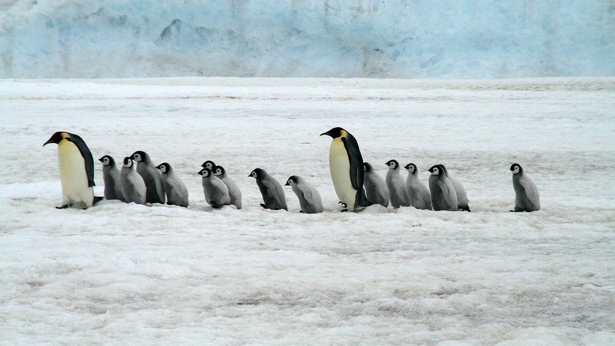 Antarktyda. Pingwin cesarski wymiera. Zginęło nawet 10 tysięcy pisklaków