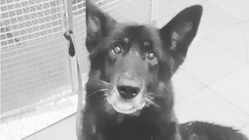 Veolia pomoże policjantom, których psy zginęły podczas awarii ciepłowniczej