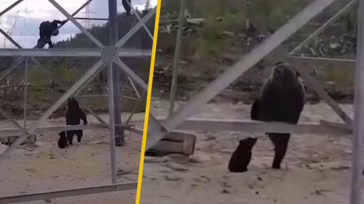 Rosja: Niedźwiedzica wystraszyła pracowników. Uciekli na wieżę przesyłową