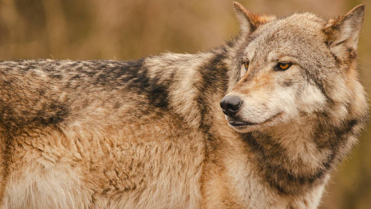 Wilk rzucił się na kobietę. Wszystko w centrum Hamburga