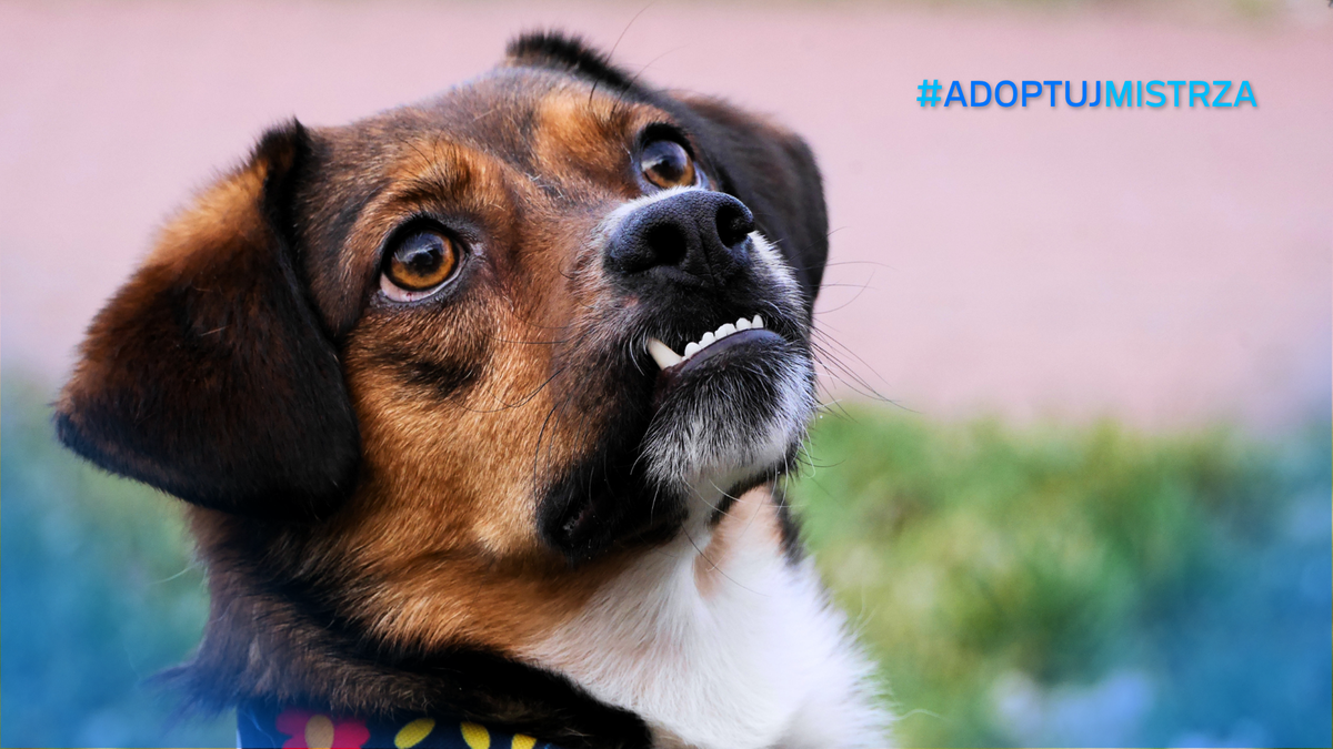 Portret psa z widocznymi zębami, patrzącego w górę z wyrazem niepokoju na pysku. W tle znajduje się napis #ADOPTUJ MISTRZA.