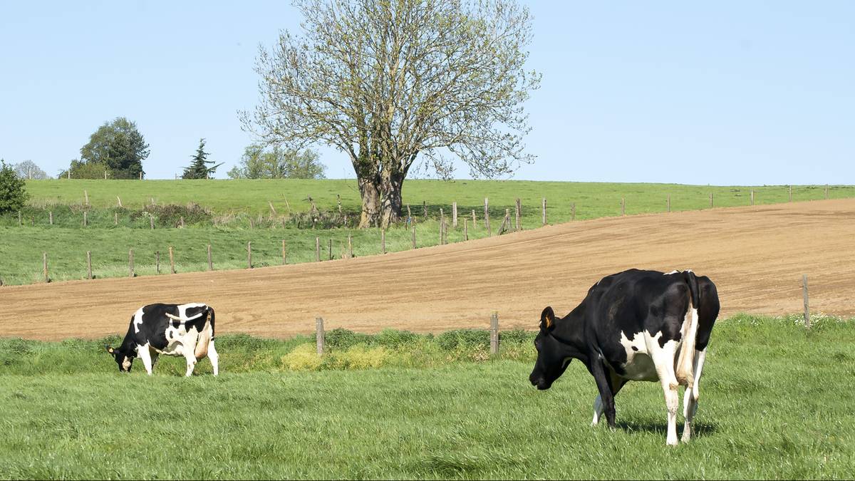 Czesi chcieli zapasów "państwowych krów". Nikt nie zgłosił się do przetargu