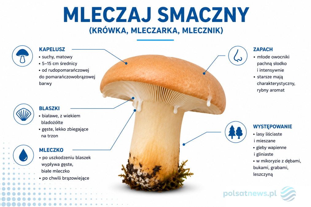 Mleczaj smaczny, nazywany krówką, to jadalny grzyb o charakterystycznym zapachu