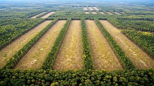 19-03-2026 03:59 Wycinają olbrzymią puszczę w Polsce. Wiemy, co tam będzie