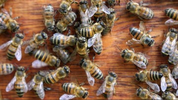 Przewozili pszczoły w ciężarówce. Ponad 0,5 mln owadów zginęło
