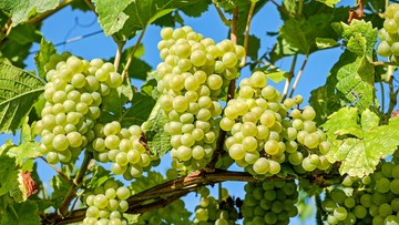 Cięcie winorośli – jak i kiedy je przycinać?