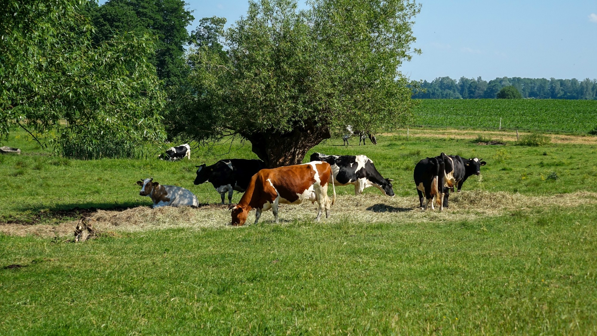 Uroki lata za miastem - zdjęcie 6