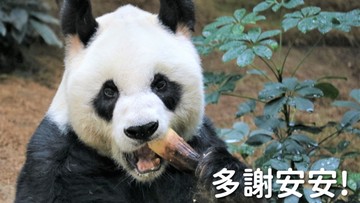 Nie żyje najstarsza panda na świecie 