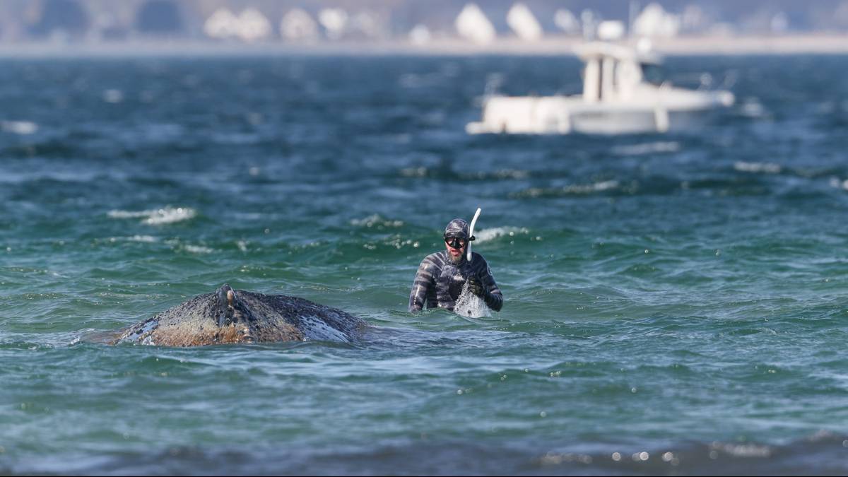 Humbak znów w tarapatach. Po raz kolejny utknął na mieliźnie