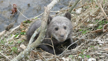 "Leżał na trawie i trząsł się z zimna". Bieszczadzcy leśnicy uratowali niedźwiadka