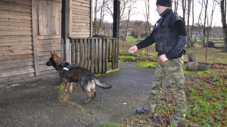 Warmińsko-mazurskie. Pies straży granicznej znalazł poszukiwanego i uratował swojego opiekuna