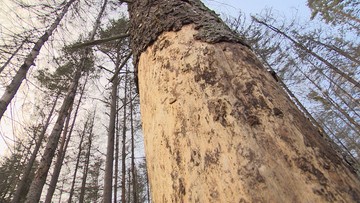 Martwe drzewa w Puszczy Białowieskiej. Plan ochrony przeciwpożarowej trafi do UNESCO