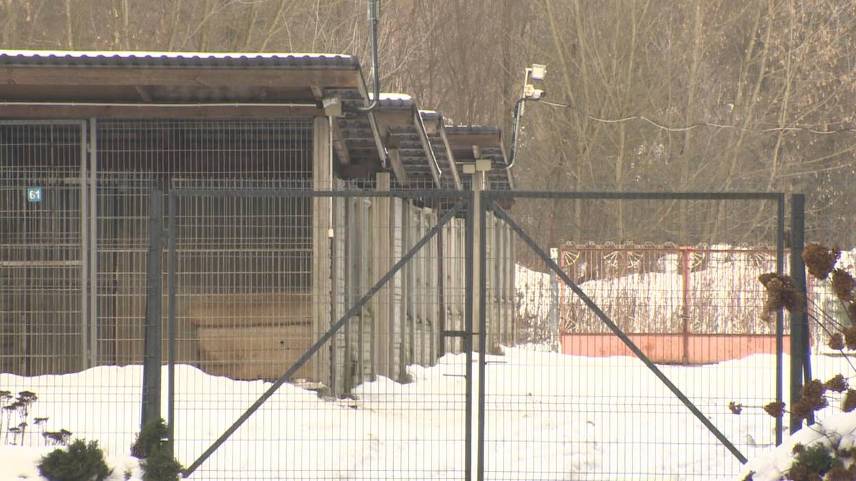 Widok zewnętrzny schroniska dla zwierząt z klatkami i ogrodzeniem.