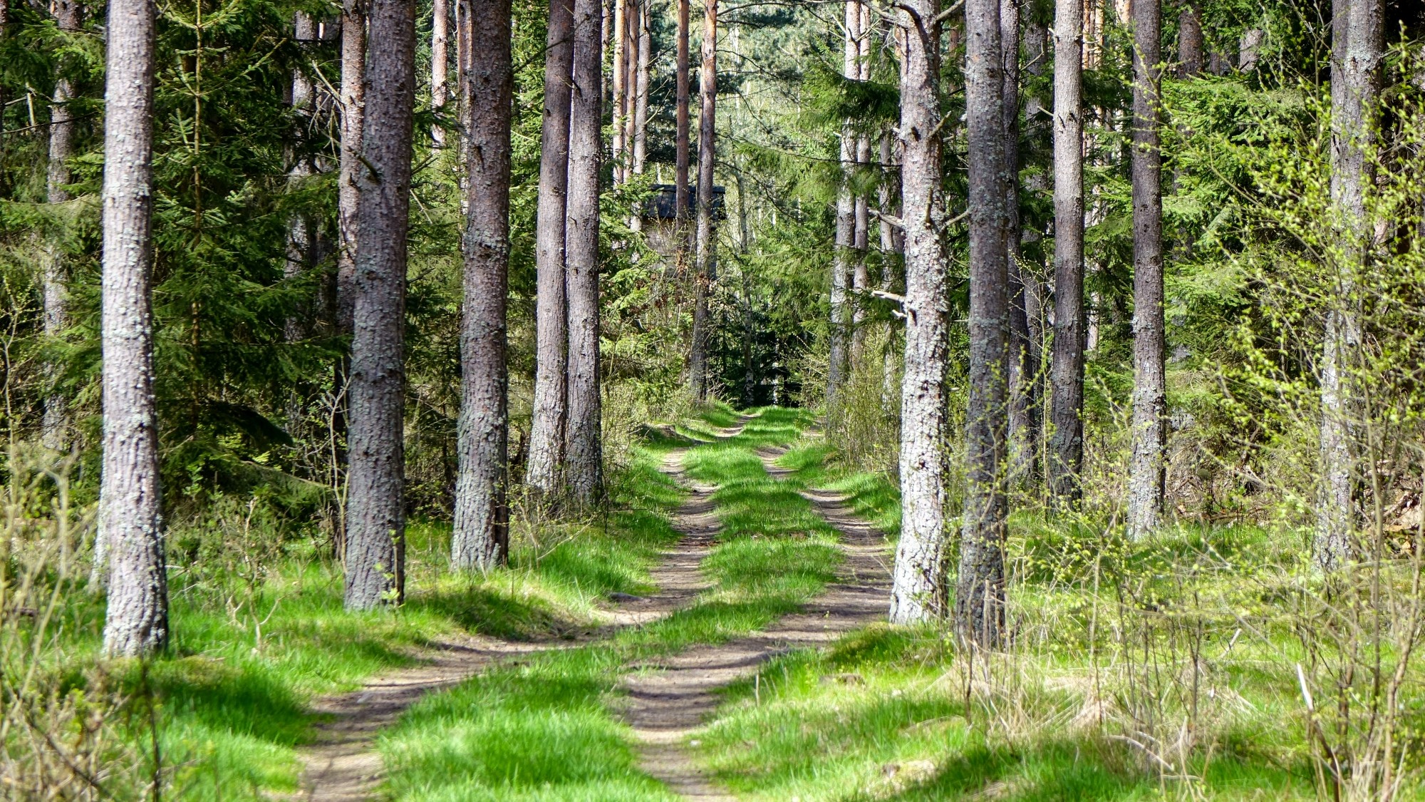Urocze zakątki w lasach - zdjęcie 99