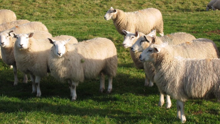 Klony - siostry owieczki Dolly - wcale nie starzeją się szybciej