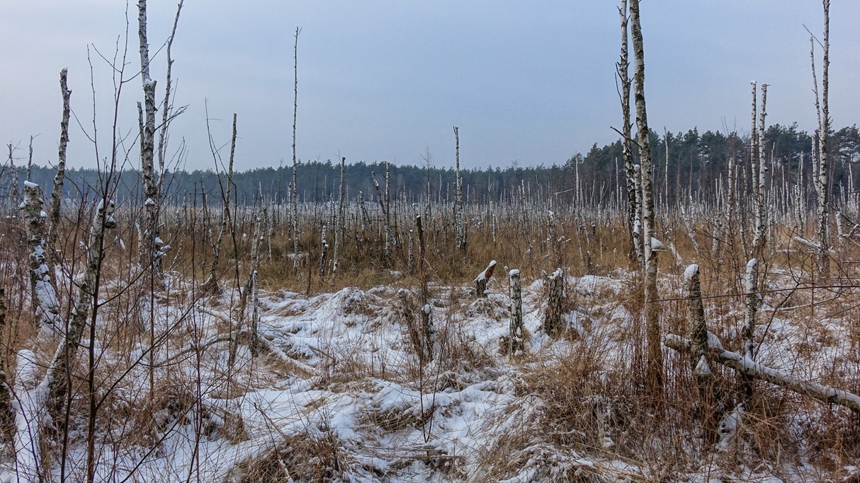 Styczeń w obiektywie - zdjęcie 43