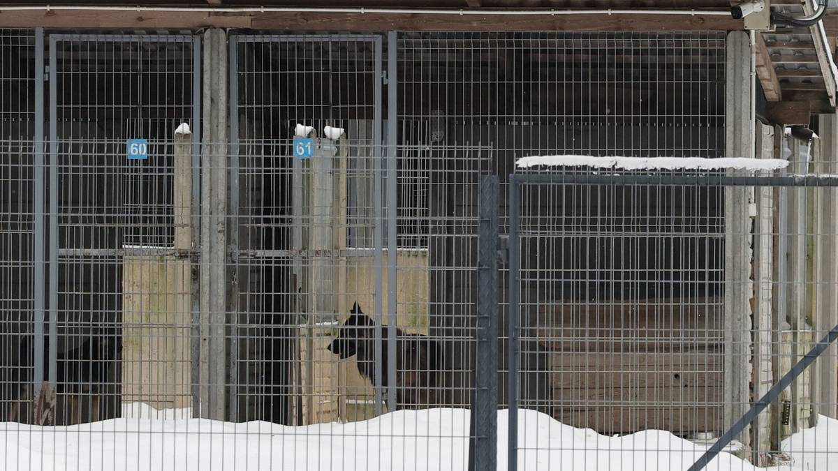 Klatki dla zwierząt w schronisku, widoczne od zewnątrz, pokryte śniegiem.