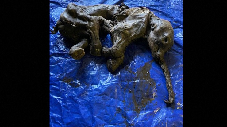 Kanada. Mumia mamuta sprzed ponad 30 tys. lat. Znaleźli ją poszukiwacze złota