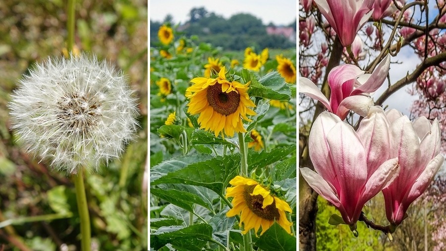 Od lewej: mniszek lekarski, słonecznik, magnolia. Fot. TwojaPogoda.pl