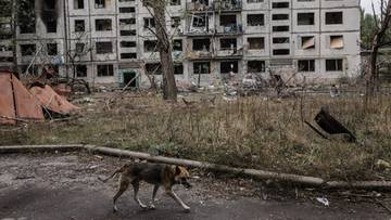 Pies przemierza zniszczoną ulicę w pobliżu zrujnowanego bloku mieszkalnego w Ukrainie.