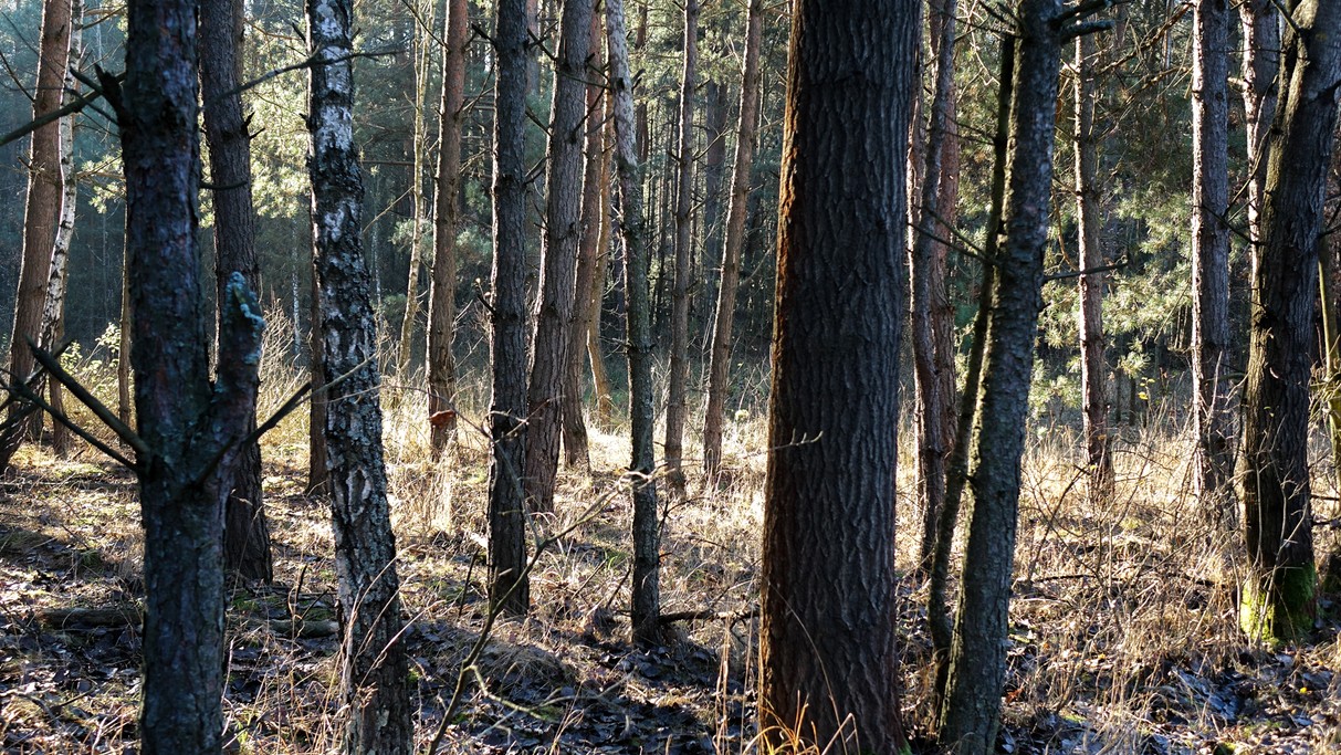 Listopad w obiektywie - zdjęcie 49
