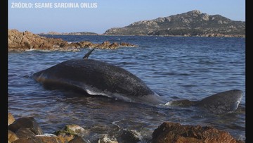 Martwa ciężarna samica wieloryba u wybrzeży Sardynii. Miała w żołądku 22 kg śmieci