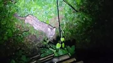 Puma spotted in Polish forest. Hunter shows video