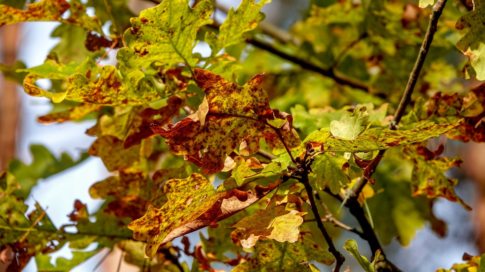 Wszystkie barwy jesieni - zdjęcie 66
