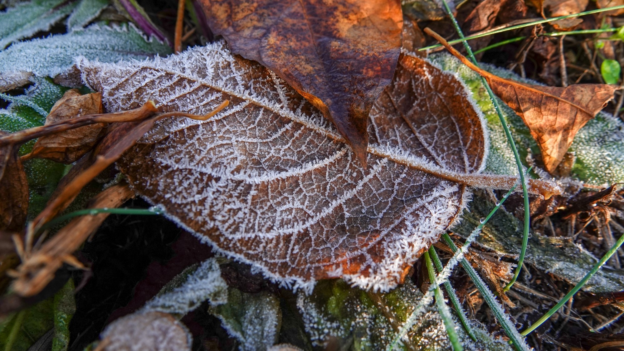 Szron pod lupą - zdjęcie 50
