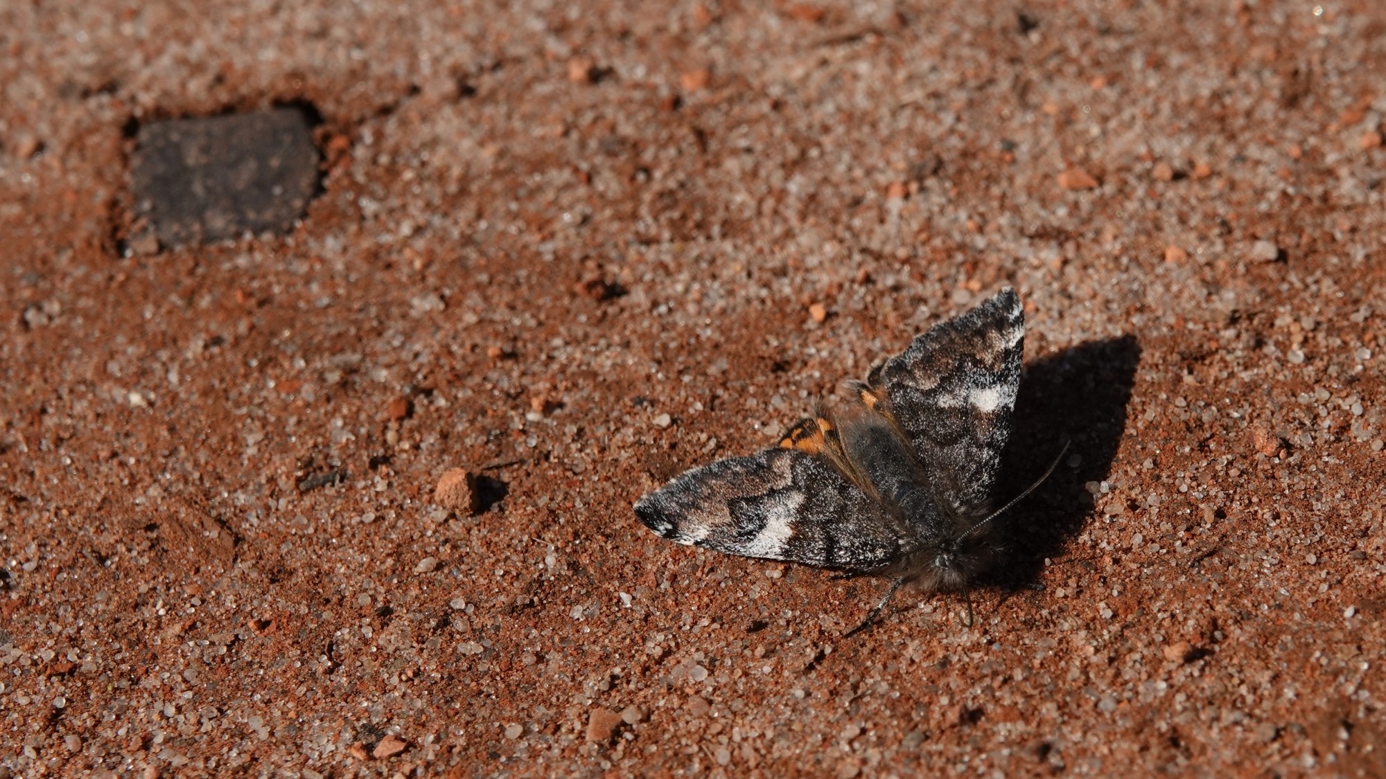 Z kamerą wśród zwierząt - zdjęcie 92