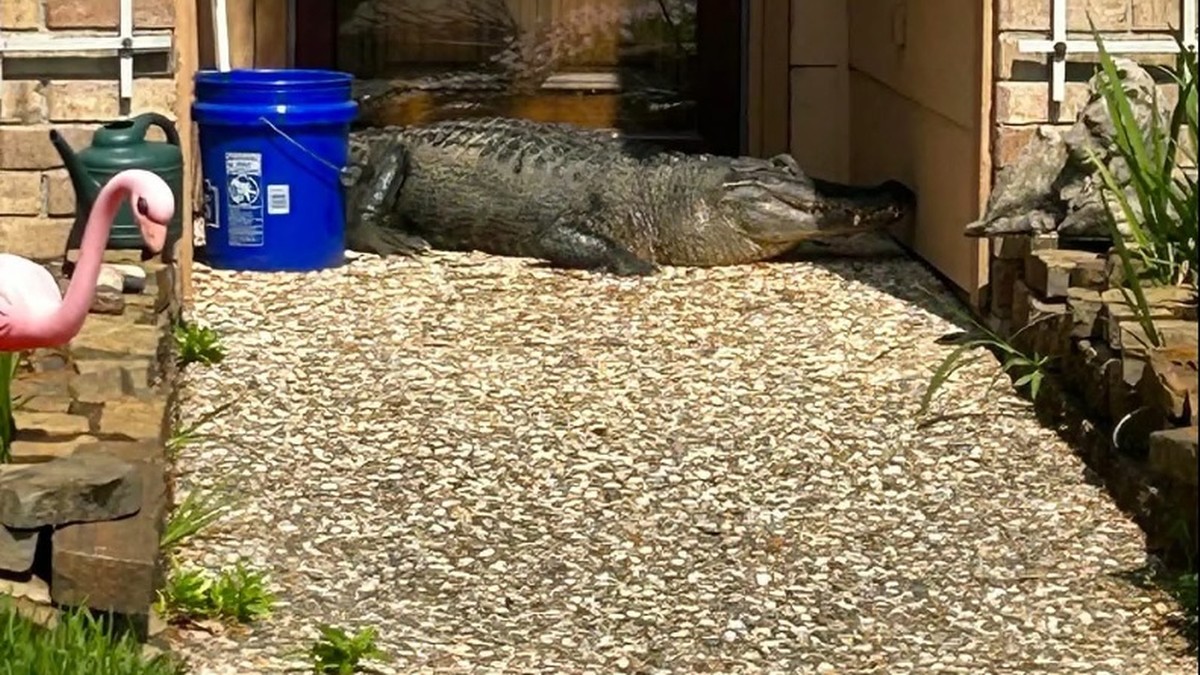 USA: Do drzwi zapukał aligator. "Myślałam, że to moje dziecko"