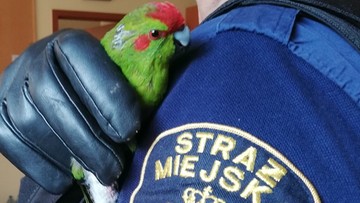 Papuga z nogą w gipsie wleciała do mieszkania w Warszawie