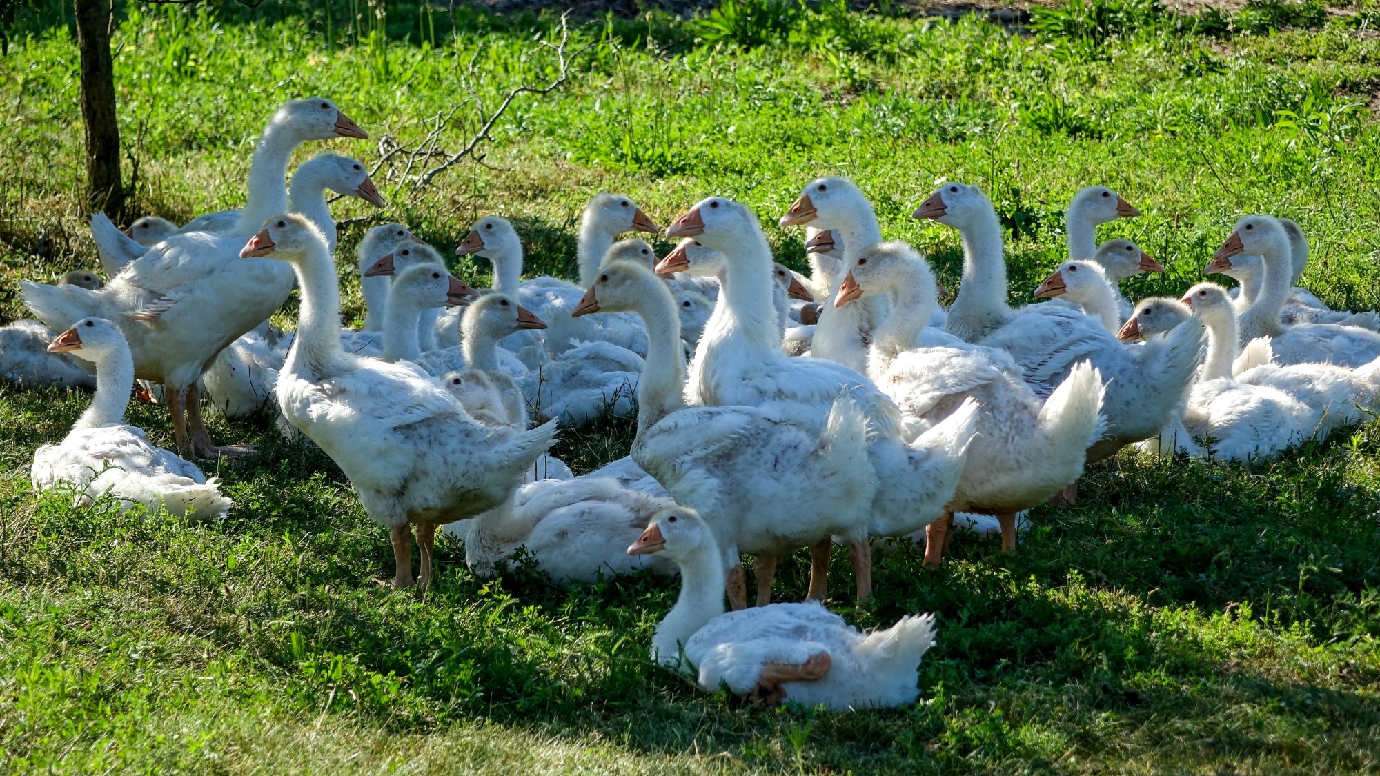 Uroki lata za miastem - zdjęcie 36
