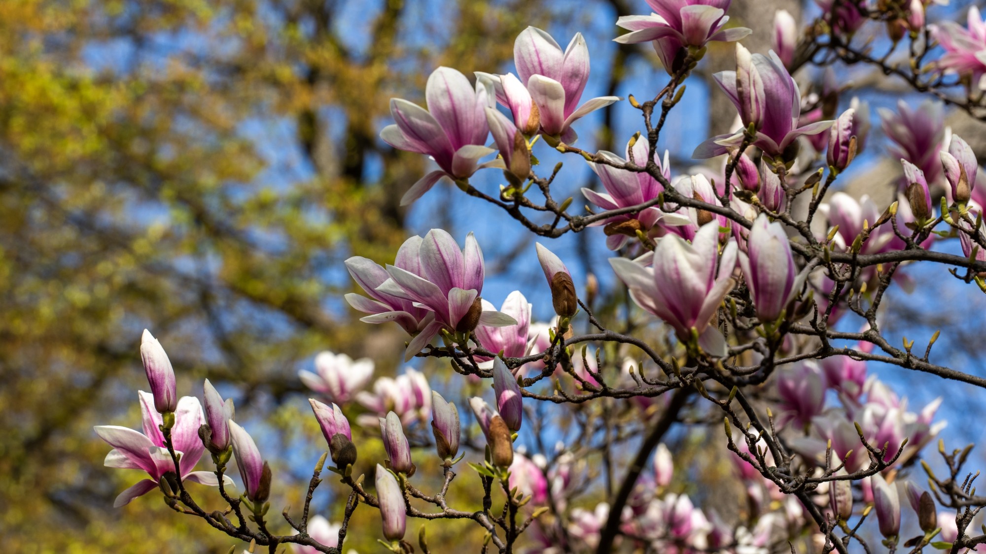 Miejska przyroda - zdjęcie 7