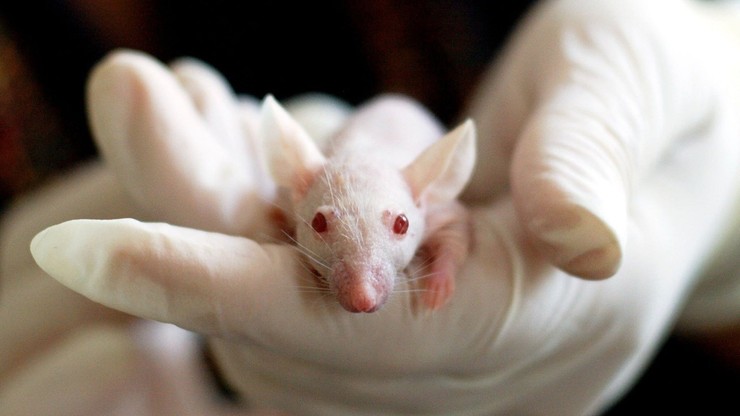 Ukraina. Naukowcy testowali szczepionka przeciwko COVID-19 na myszach w Polsce